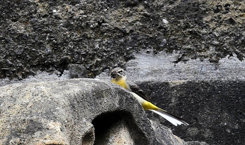 Wer kennt diesen Vogel?