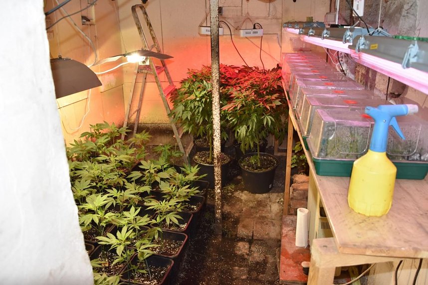 Cannabis-Plantage in Sundhausen