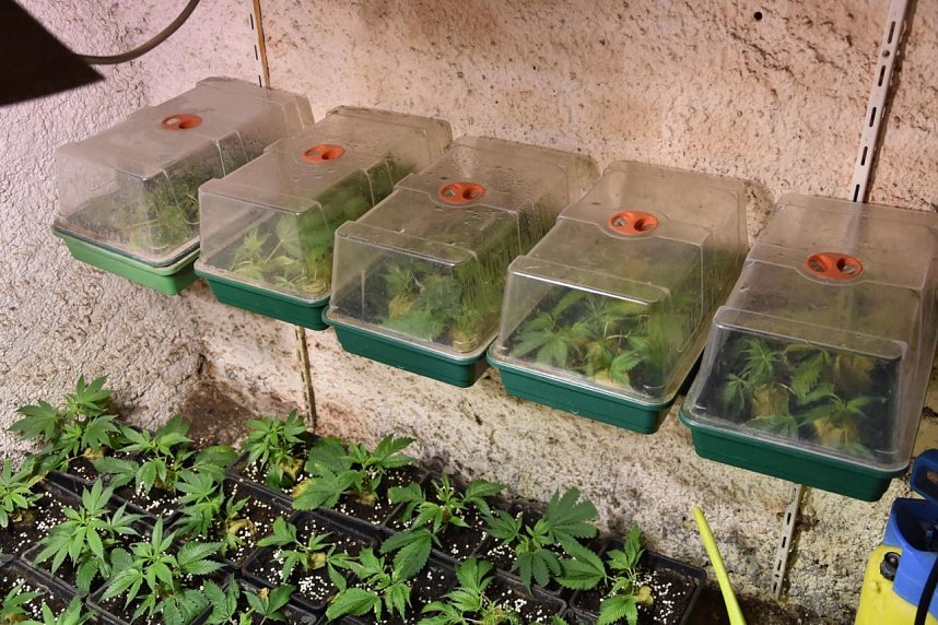 Cannabis-Plantage in Sundhausen