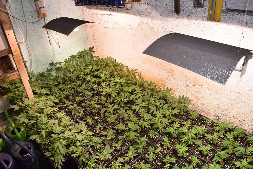 Cannabis-Plantage in Sundhausen