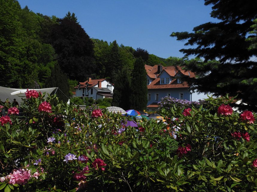 22. Rhododendronfest in S&uuml;lzhayn