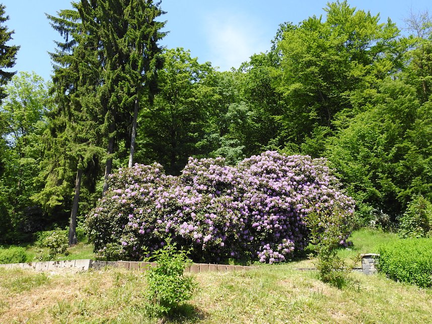 22. Rhododendronfest in S&uuml;lzhayn