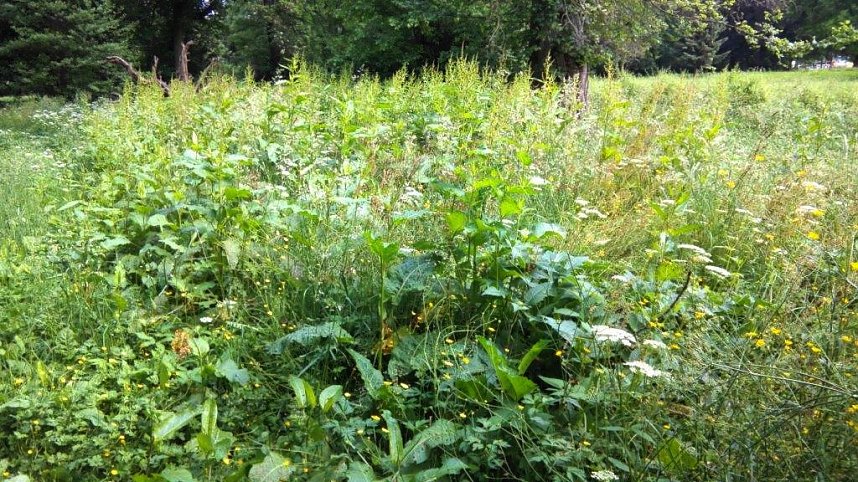 Unkrautdschungel im Stadtpark.