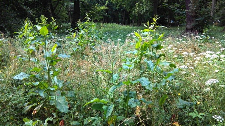 Unkrautdschungel im Stadtpark.