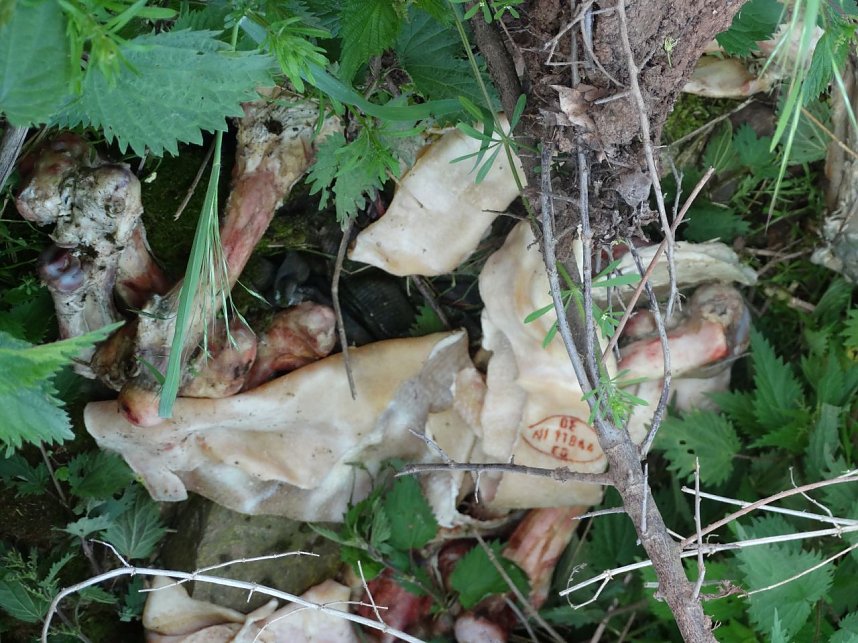 Schlachtabf&auml;lle entsorgt