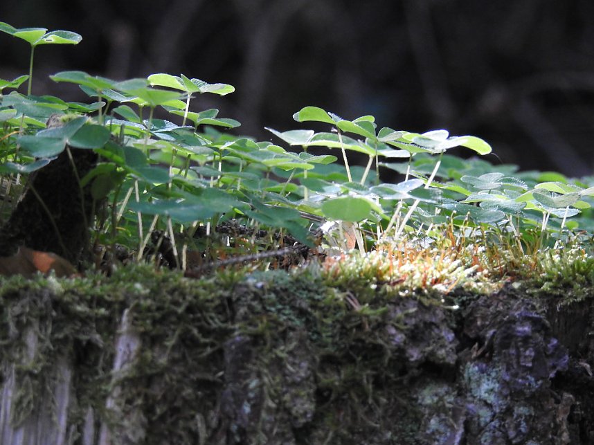 Peter Blei unterwegs im Harz