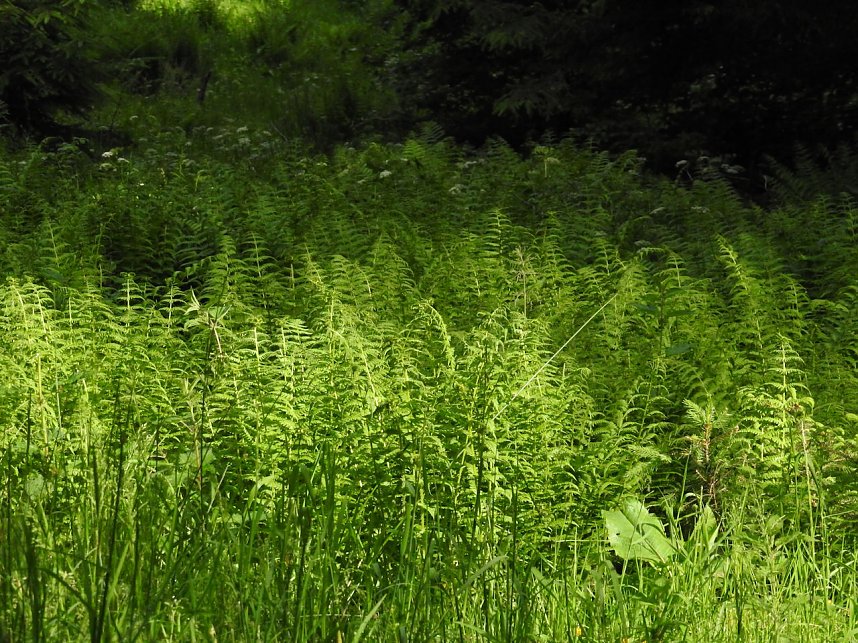 Peter Blei unterwegs im Harz