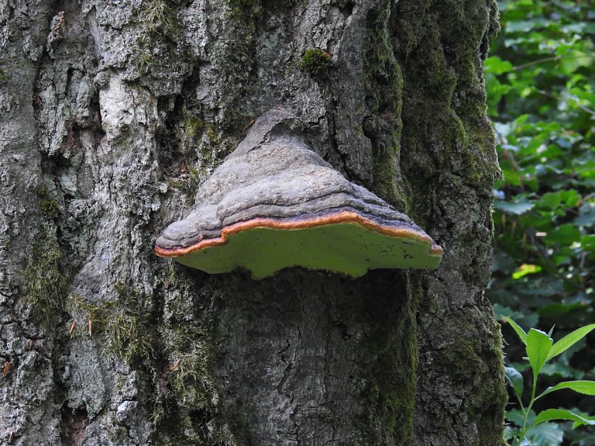 Peter Blei unterwegs im Harz