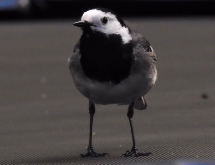 Peter Blei unterwegs im Harz