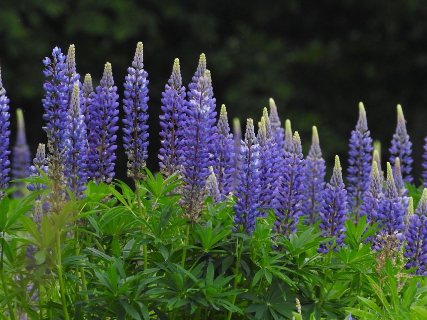 Peter Blei unterwegs im Harz