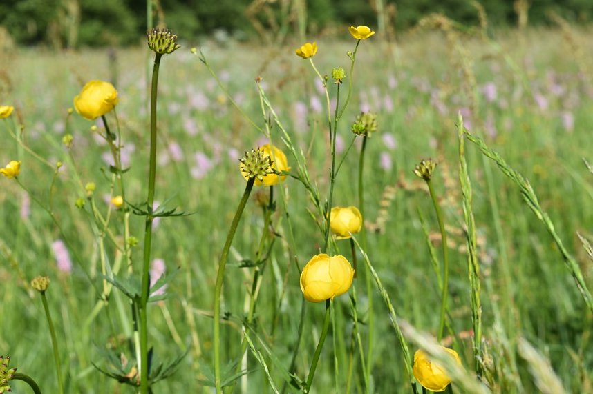 Gesucht wird: Die Trollblume