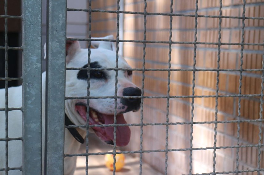 1. Sommerfest im Nordh&auml;user Tierheim