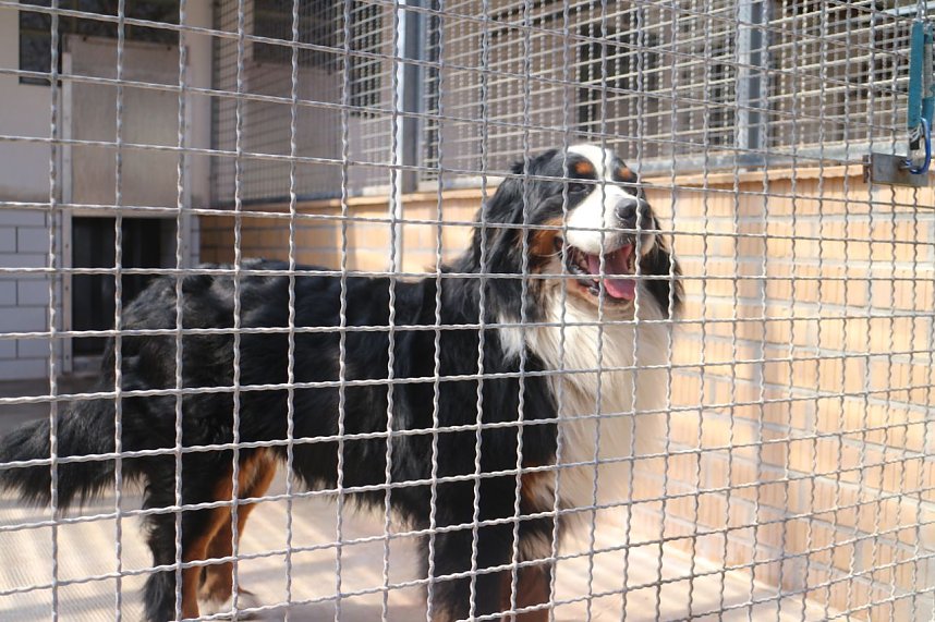 1. Sommerfest im Nordh&auml;user Tierheim