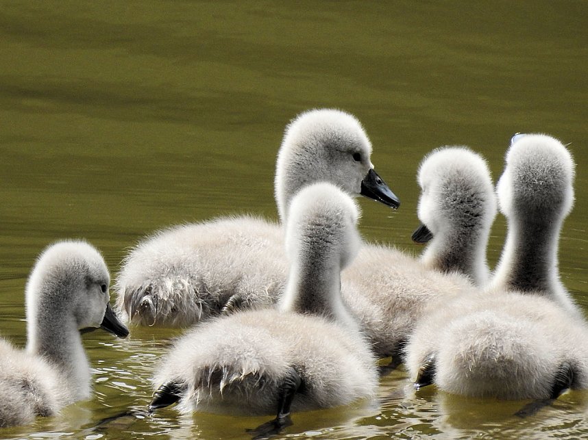 Kleine Sensation am Wiesenteich bei Liebenrode