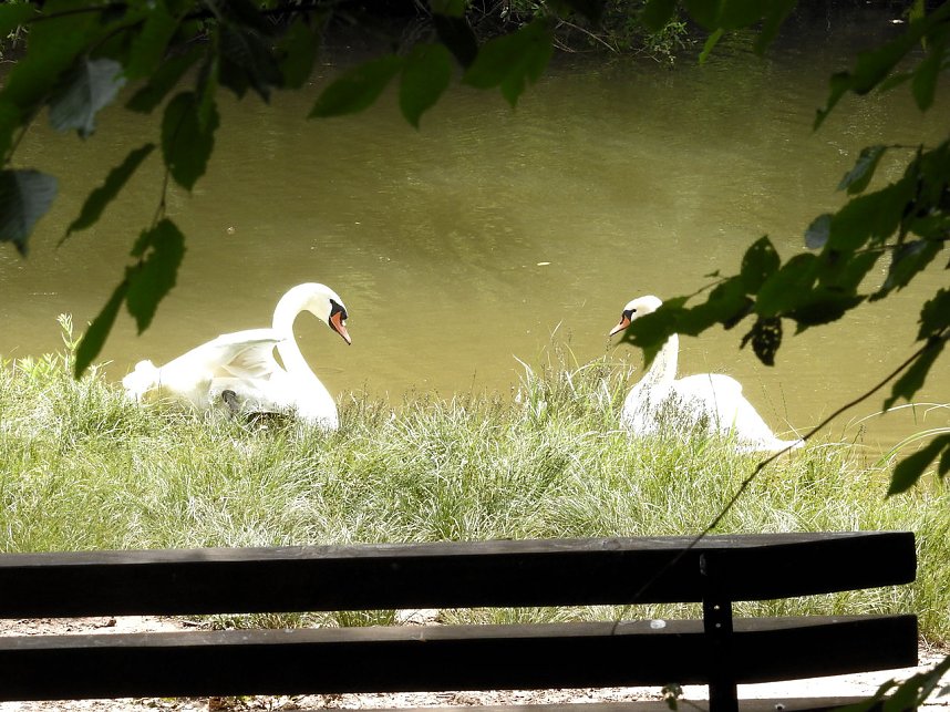 Kleine Sensation am Wiesenteich bei Liebenrode
