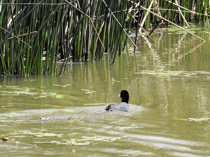 Kleine Sensation am Wiesenteich bei Liebenrode