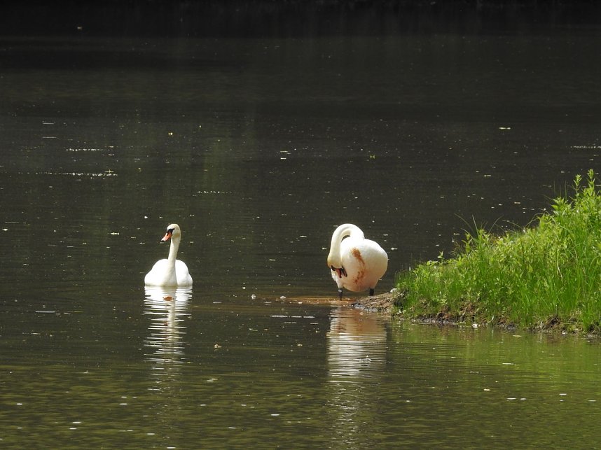 Kleine Sensation am Wiesenteich bei Liebenrode