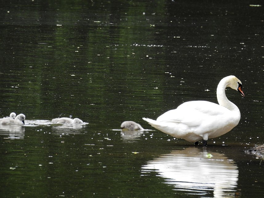 Kleine Sensation am Wiesenteich bei Liebenrode