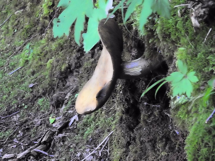 Kleine Sensation am Wiesenteich bei Liebenrode