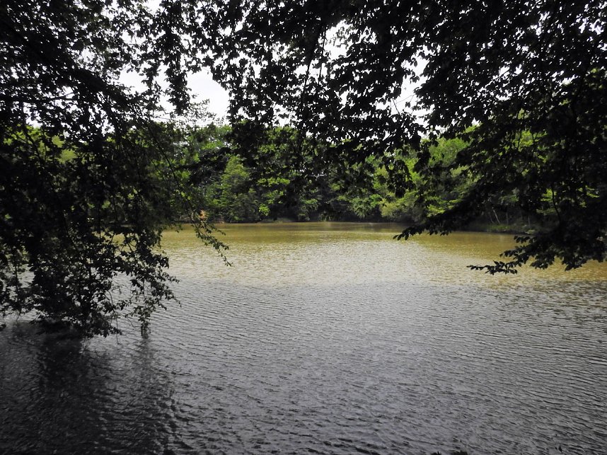 Kleine Sensation am Wiesenteich bei Liebenrode