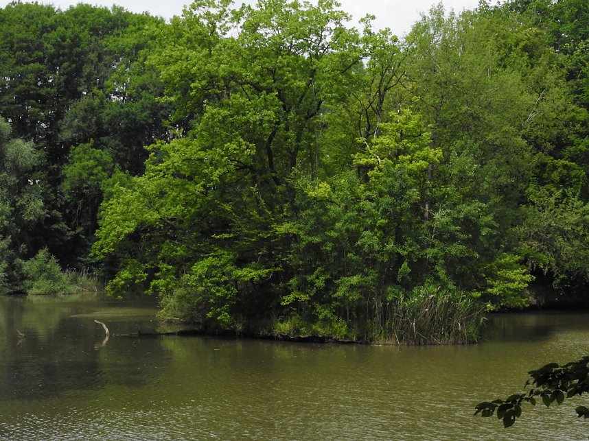 Kleine Sensation am Wiesenteich bei Liebenrode