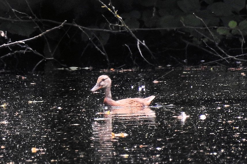 Kleine Sensation am Wiesenteich bei Liebenrode