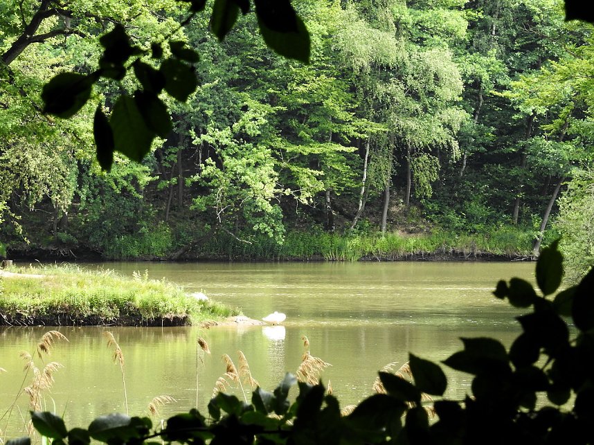 Kleine Sensation am Wiesenteich bei Liebenrode