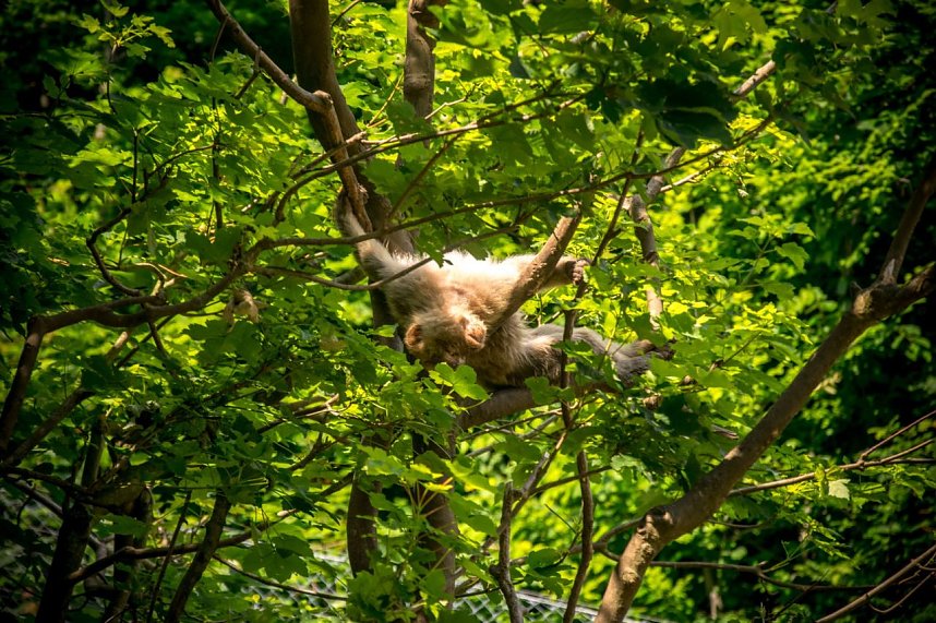 Besuch bei den Affen am Strau&szlig;berg