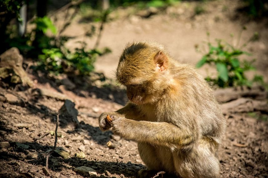 Besuch bei den Affen am Strau&szlig;berg