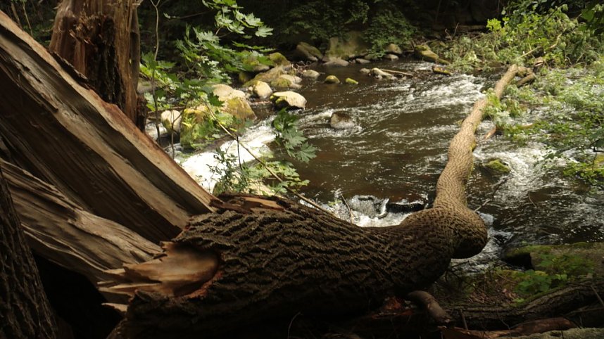 Sonntagswanderung bei Thale