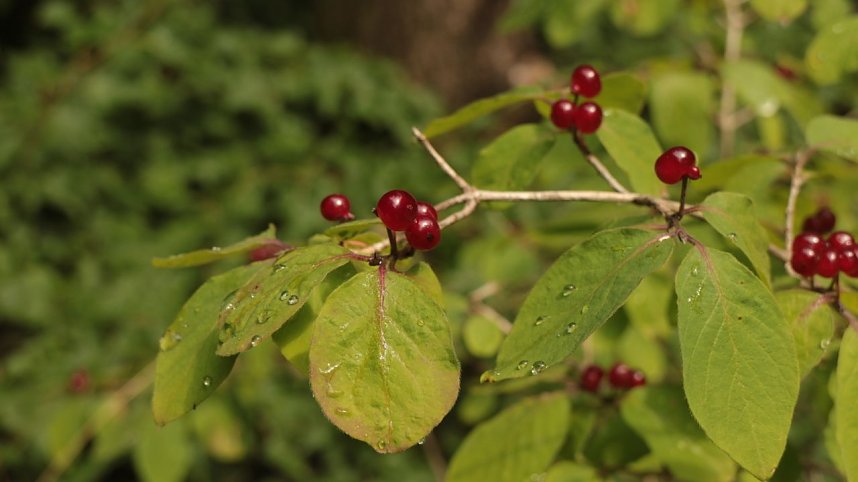 Sonntagswanderung bei Thale