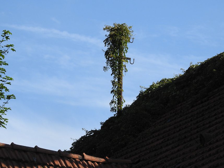 Peter Blei auf der Burg Strau&szlig;berg
