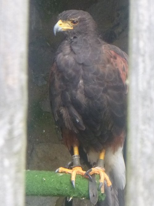 Gelebtes Mittelalter auf Burg Falkenstein