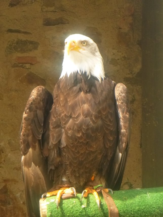 Gelebtes Mittelalter auf Burg Falkenstein