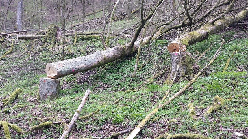 Naturschutz im Schumannstal