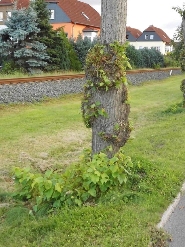 Wie soll k&uuml;nftig die B4 aussehen?