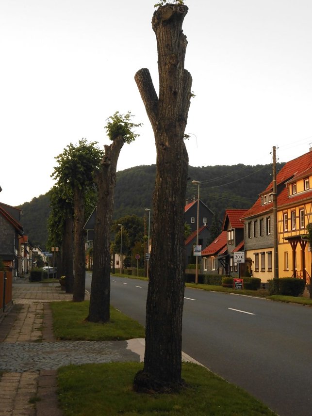 Wie soll k&uuml;nftig die B4 aussehen?