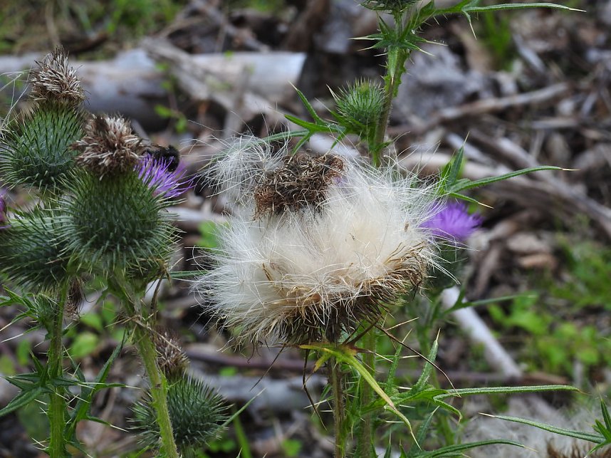 Peter Blei am Josephskreuz
