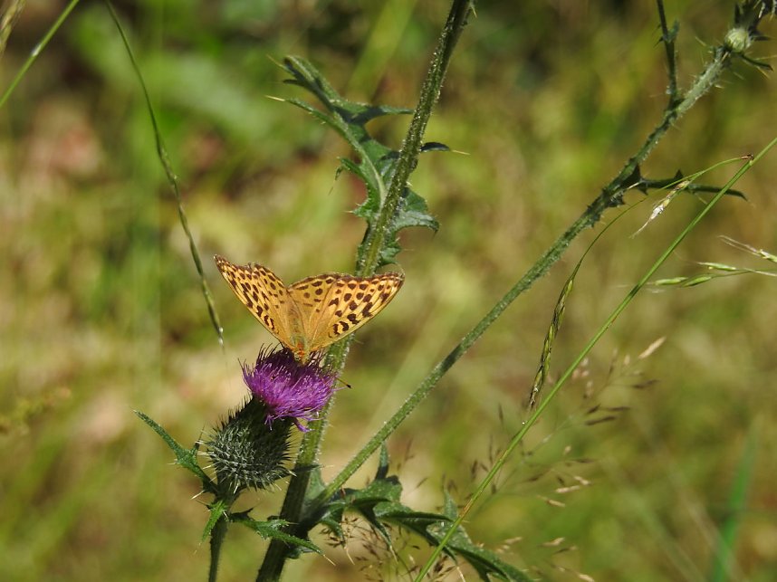 Peter Blei am Josephskreuz