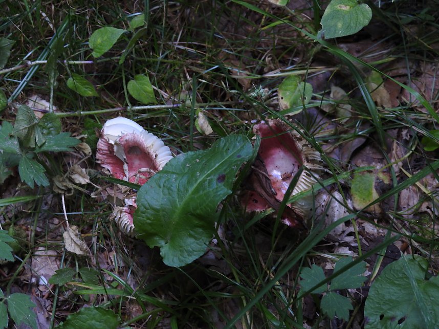 Peter Blei am Josephskreuz