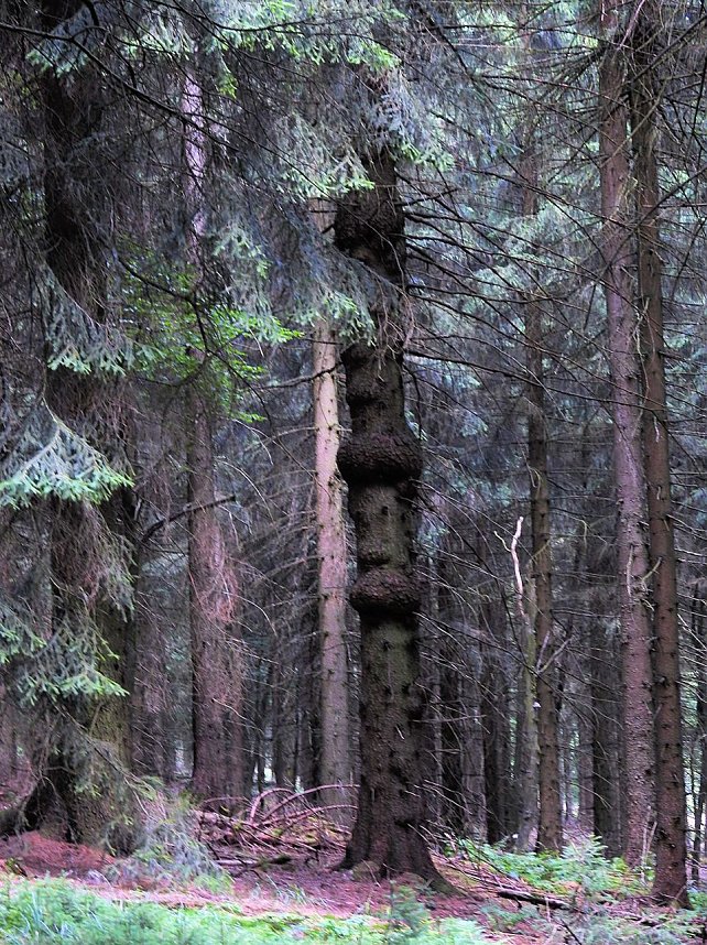 Peter Blei am Josephskreuz