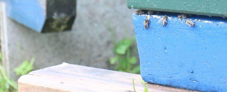 Erster Nordth&uuml;ringer Bienenlehrpfad er&ouml;ffnet