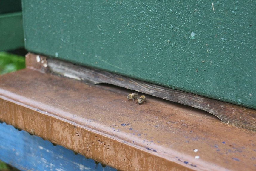 Erster Nordth&uuml;ringer Bienenlehrpfad er&ouml;ffnet