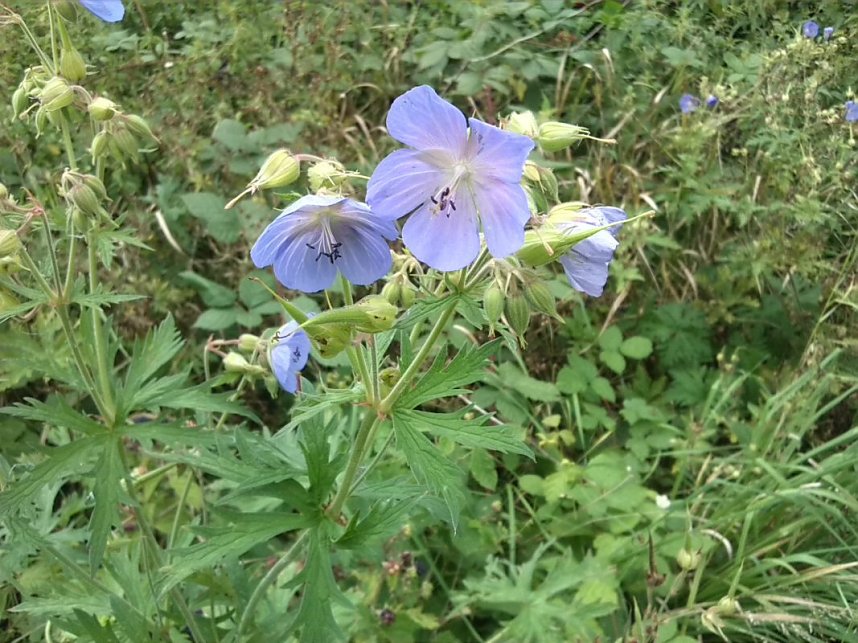 Helme, Zorge und Thyra besser sch&uuml;tzen