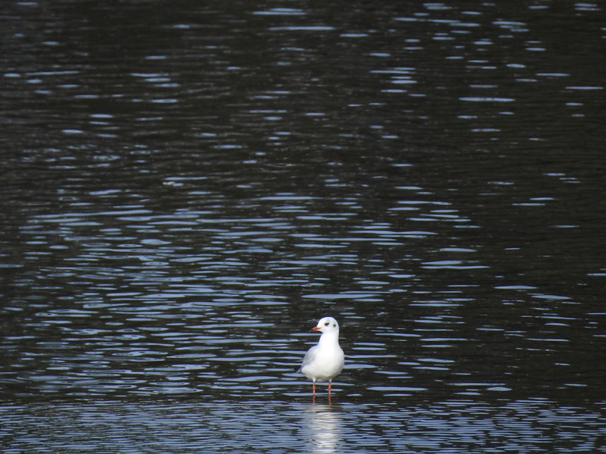 Sommerabend am Stausee Kelbra