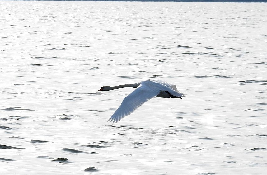 Sommerabend am Stausee Kelbra