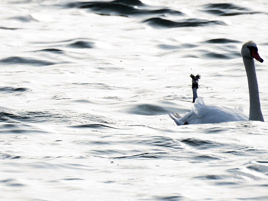Sommerabend am Stausee Kelbra