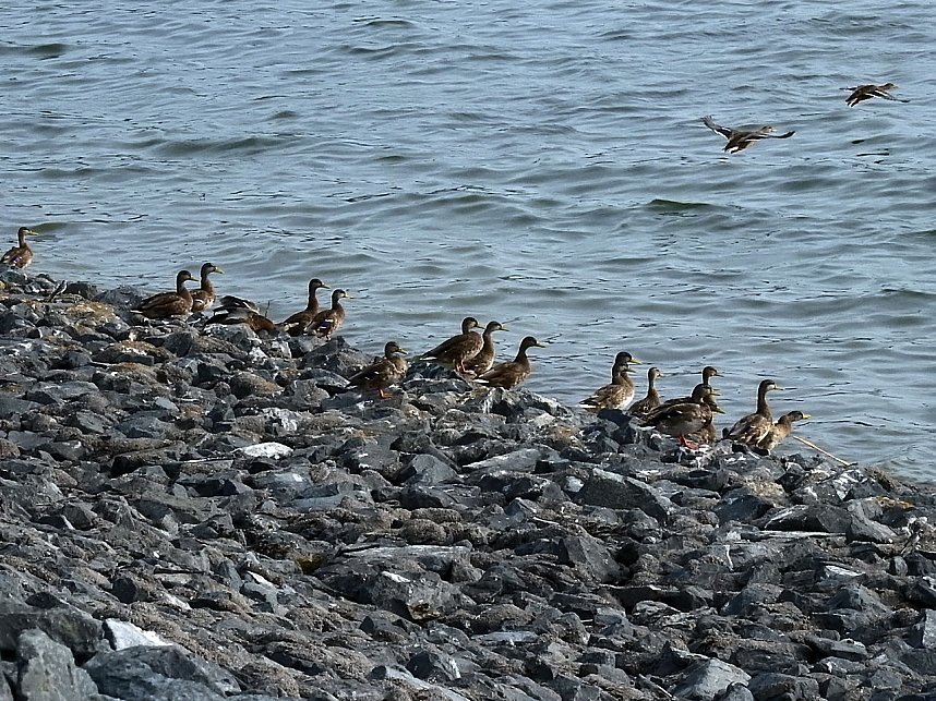 Sommerabend am Stausee Kelbra