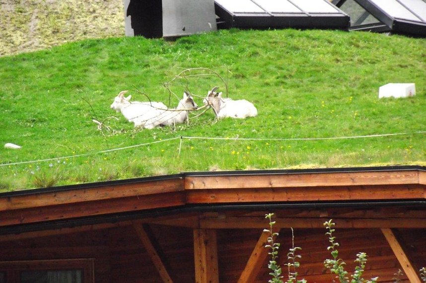 Unterwegs im Land der Trolle