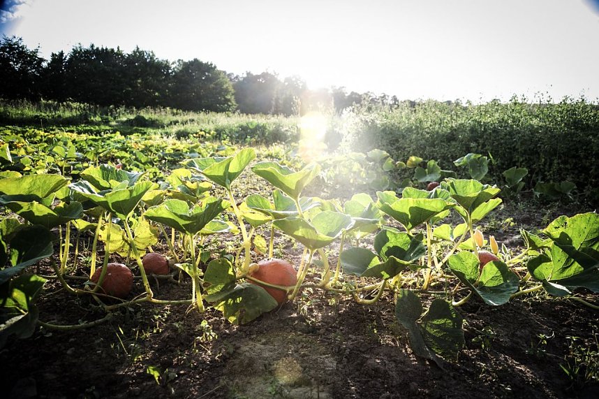 So schmeckt die Region in Guderlebens